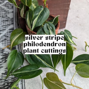 Silver Stripe Philo, Plant Cuttings for Propagation, Propagate Stems, Unrooted Houseplants, Live Indoor Plants Gifts, Growing Propagating
