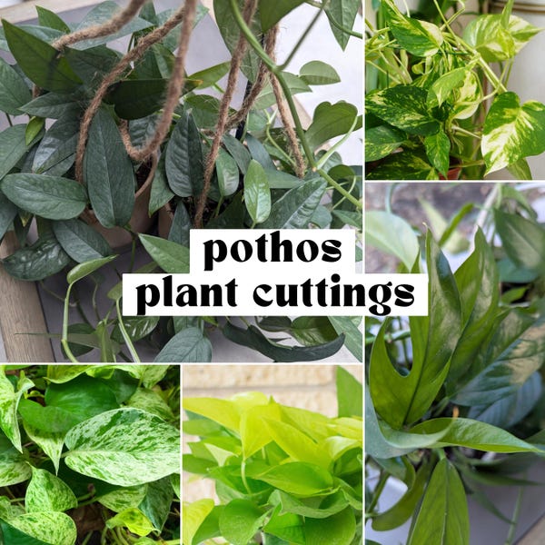 Pothos Variety, Plant Cuttings for Propagation, Propagate Stems, Rooted Houseplants, Live Indoor Plants Gifts, Growing Propagating Planters