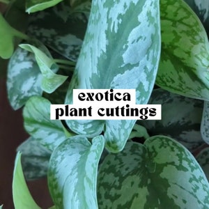 May include: Close-up of green and silver plant leaves. The leaves have a unique pattern and texture. Text on the image reads "exotica plant cuttings". The image is of a plant, possibly for sale.