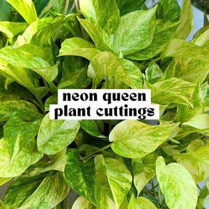 May include: A cluster of vibrant neon queen pothos plant cuttings featuring heart-shaped leaves with variegated patterns of bright lime green, yellow, and deep emerald green. The text neon queen plant cuttings is centered over the foliage.