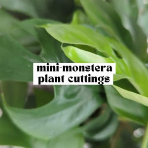 May include: Close-up of vibrant green mini-monstera plant cuttings. The image features lush, healthy leaves with visible fenestrations. Text overlay reads "mini-monstera plant cuttings". The leaves are a mix of light and dark green, creating a natural, fresh aesthetic.