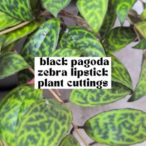 May include: Close-up of vibrant green leaves with a distinctive zebra-like pattern. The image features the text "black pagoda zebra lipstick plant cuttings" in a white box, indicating the plant cuttings for sale. The leaves have a striking contrast of light and dark green.