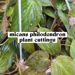 May include: Close-up of a green philodendron micans plant with the text "micans philodendron plant cuttings" on the image.