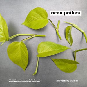 NEON, Pothos Variety, Plant Cuttings for Propagation, Propagate Stems, Rooted Houseplants, Live Indoor Plants Gifts, Growing Propagating Planters, Gardening Inside, Green Thumb, Devil's Ivy Plants, Pothos Varieties, Vine, Easy To Care, Easy To Grow, Golden Pothos, Baltic Blue Pothos, Cebu Blue Pothos, Marble Queen Pothos, Neon Pothos