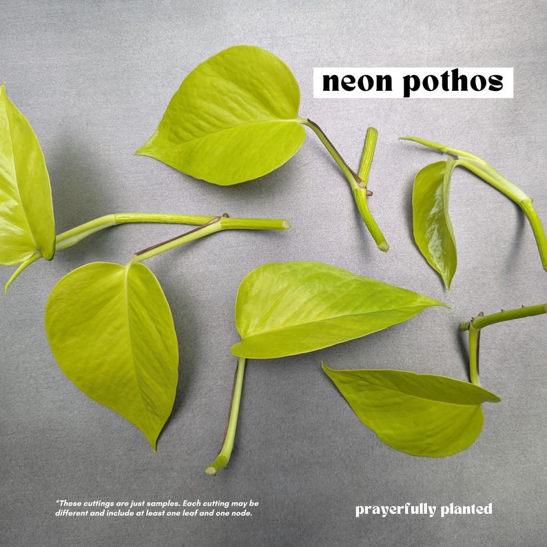 NEON, Pothos Variety, Plant Cuttings for Propagation, Propagate Stems, Rooted Houseplants, Live Indoor Plants Gifts, Growing Propagating Planters, Gardening Inside, Green Thumb, Devil's Ivy Plants, Pothos Varieties, Vine, Easy To Care, Easy To Grow, Golden Pothos, Baltic Blue Pothos, Cebu Blue Pothos, Marble Queen Pothos, Neon Pothos
