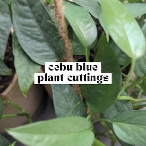 May include: Close-up of a Cebu Blue plant with vibrant green leaves. The image features the text "cebu blue plant cuttings" in a white box. The plant has a natural, organic appearance.