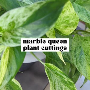 May include: Close-up of a marble queen plant with variegated green and white leaves. The text "marble queen plant cuttings" is superimposed on the image.
