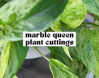 Marble Queen Pothos, Plant Cuttings for Propagation, Propagate Stems, Rooted Houseplants, Live Indoor Plants Gifts, Growing Propagating