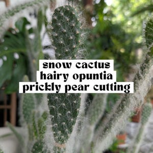 Snow Cactus Hairy Opuntia (Prickly Pear) Plant Cuttings for Propagation, Unrooted Houseplants, Live Indoor Plants Gifts, Growing Propagating