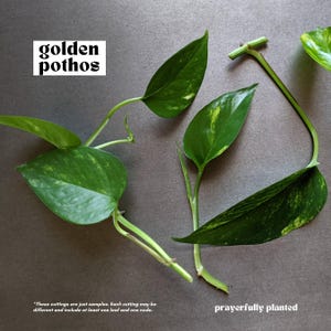GOLDEN, Pothos Variety, Plant Cuttings for Propagation, Propagate Stems, Rooted Houseplants, Live Indoor Plants Gifts, Growing Propagating Planters, Gardening Inside, Green Thumb, Devil's Ivy Plants, Pothos Varieties, Vine, Easy To Care, Easy To Grow, Golden Pothos, Baltic Blue Pothos, Cebu Blue Pothos, Marble Queen Pothos, Neon Pothos