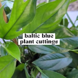 May include: Close-up of a potted plant with large, green leaves. The plant is labeled "baltic blue plant cuttings".