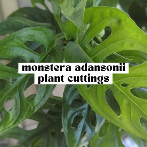 dünger für philodendron Jetzt Palmen- & Grünpflanzendünger main image 1