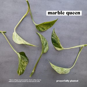MARBLE QUEEN, Pothos Variety, Plant Cuttings for Propagation, Propagate  Stems, Rooted Houseplants, Live Indoor Plants Gifts, Growing Propagating Planters, Gardening Inside, Green Thumb, Devil's Ivy Plants, Pothos Varieties, Vine, Easy To Care, Easy To Grow, Golden Pothos, Baltic Blue Pothos, Cebu Blue Pothos, Marble Queen Pothos, Neon Pothos