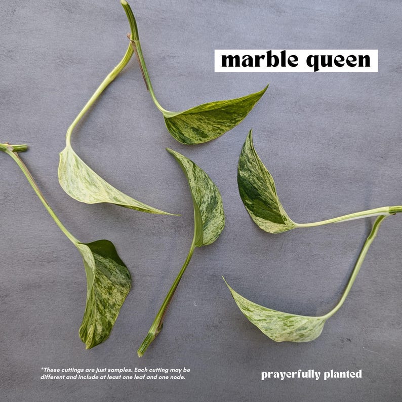 MARBLE QUEEN, Pothos Variety, Plant Cuttings for Propagation, Propagate  Stems, Rooted Houseplants, Live Indoor Plants Gifts, Growing Propagating Planters, Gardening Inside, Green Thumb, Devil's Ivy Plants, Pothos Varieties, Vine, Easy To Care, Easy To Grow, Golden Pothos, Baltic Blue Pothos, Cebu Blue Pothos, Marble Queen Pothos, Neon Pothos