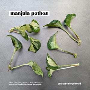 Pothos Variety, Plant Cuttings for Propagation, Propagate Stems, Rooted Houseplants, Live Indoor Plants Gifts, Growing Propagating Planters Manjula Pothos