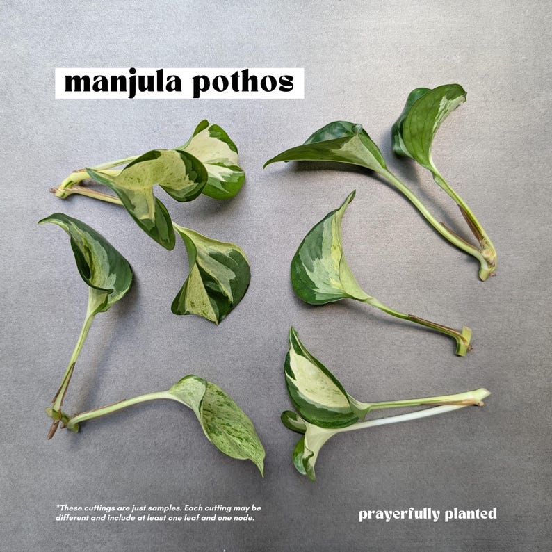 Pothos Variety, Plant Cuttings for Propagation, Propagate Stems, Rooted Houseplants, Live Indoor Plants Gifts, Growing Propagating Planters Manjula Pothos