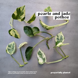 Pothos Variety, Plant Cuttings for Propagation, Propagate Stems, Rooted Houseplants, Live Indoor Plants Gifts, Growing Propagating Planters Pearls & Jade Pothos