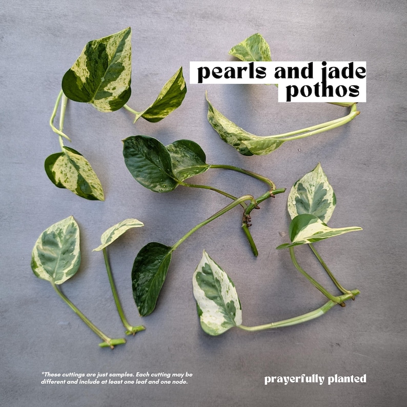 Pothos Variety, Plant Cuttings for Propagation, Propagate Stems, Rooted Houseplants, Live Indoor Plants Gifts, Growing Propagating Planters Pearls & Jade Pothos