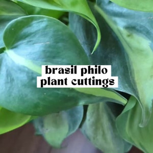 May include: Close-up of a green Brasil Philo plant cutting with a light green stripe down the center of the leaf.