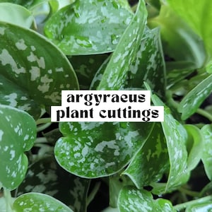 May include: Close-up of Argyraeus plant cuttings. The leaves are a vibrant green with silver-white variegation. The text "argyraeus plant cuttings" is displayed in a white box. The image showcases the fresh, healthy foliage.