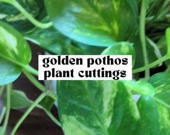 Golden Pothos, Plant Cuttings for Propagation, Propagate Stems, Rooted Houseplants, Live Indoor Plants Gifts, Growing Propagating Planters