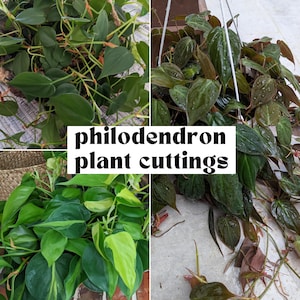 May include: A collection of philodendron plant cuttings, featuring a variety of green foliage with some variegation. The cuttings are ready to be planted and propagated.