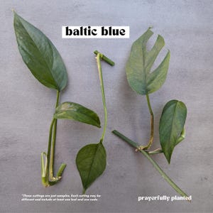 BALTIC BLUE, Pothos Variety, Plant Cuttings for Propagation, Propagate Stems, Rooted Houseplants, Live Indoor Plants Gifts, Growing Propagating Planters, Gardening Inside, Green Thumb, Devil's Ivy Plants, Pothos Varieties, Vine, Easy To Care, Easy To Grow, Golden Pothos, Baltic Blue Pothos, Cebu Blue Pothos, Marble Queen Pothos, Neon Pothos