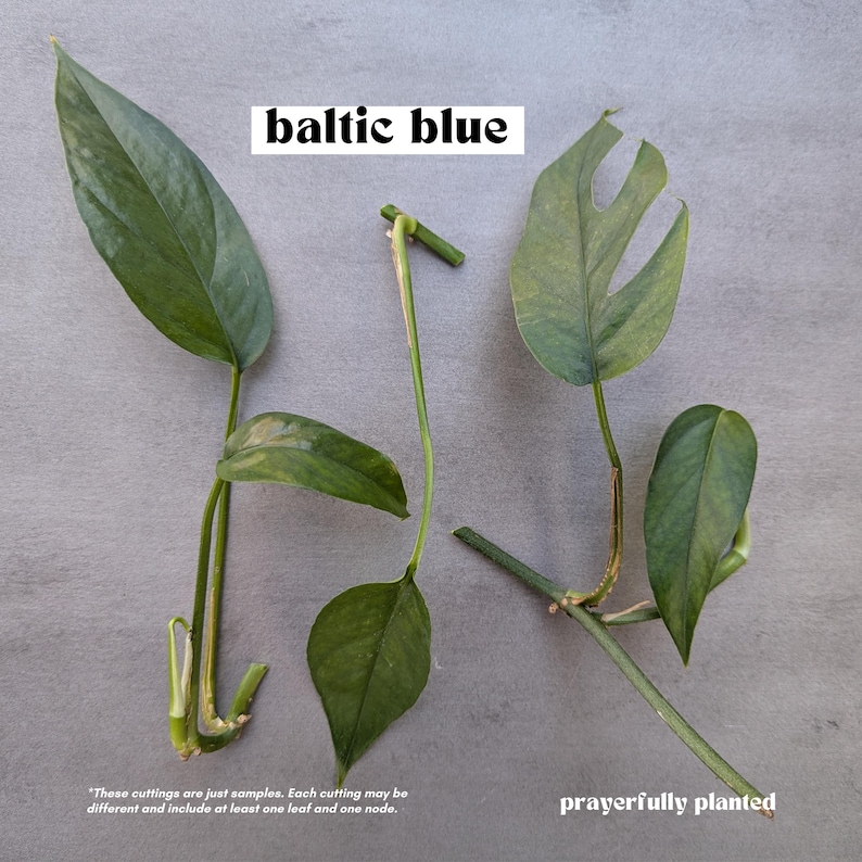 BALTIC BLUE, Pothos Variety, Plant Cuttings for Propagation, Propagate Stems, Rooted Houseplants, Live Indoor Plants Gifts, Growing Propagating Planters, Gardening Inside, Green Thumb, Devil's Ivy Plants, Pothos Varieties, Vine, Easy To Care, Easy To Grow, Golden Pothos, Baltic Blue Pothos, Cebu Blue Pothos, Marble Queen Pothos, Neon Pothos