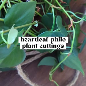 firethorn plant Pyracantha Mohave main image 0