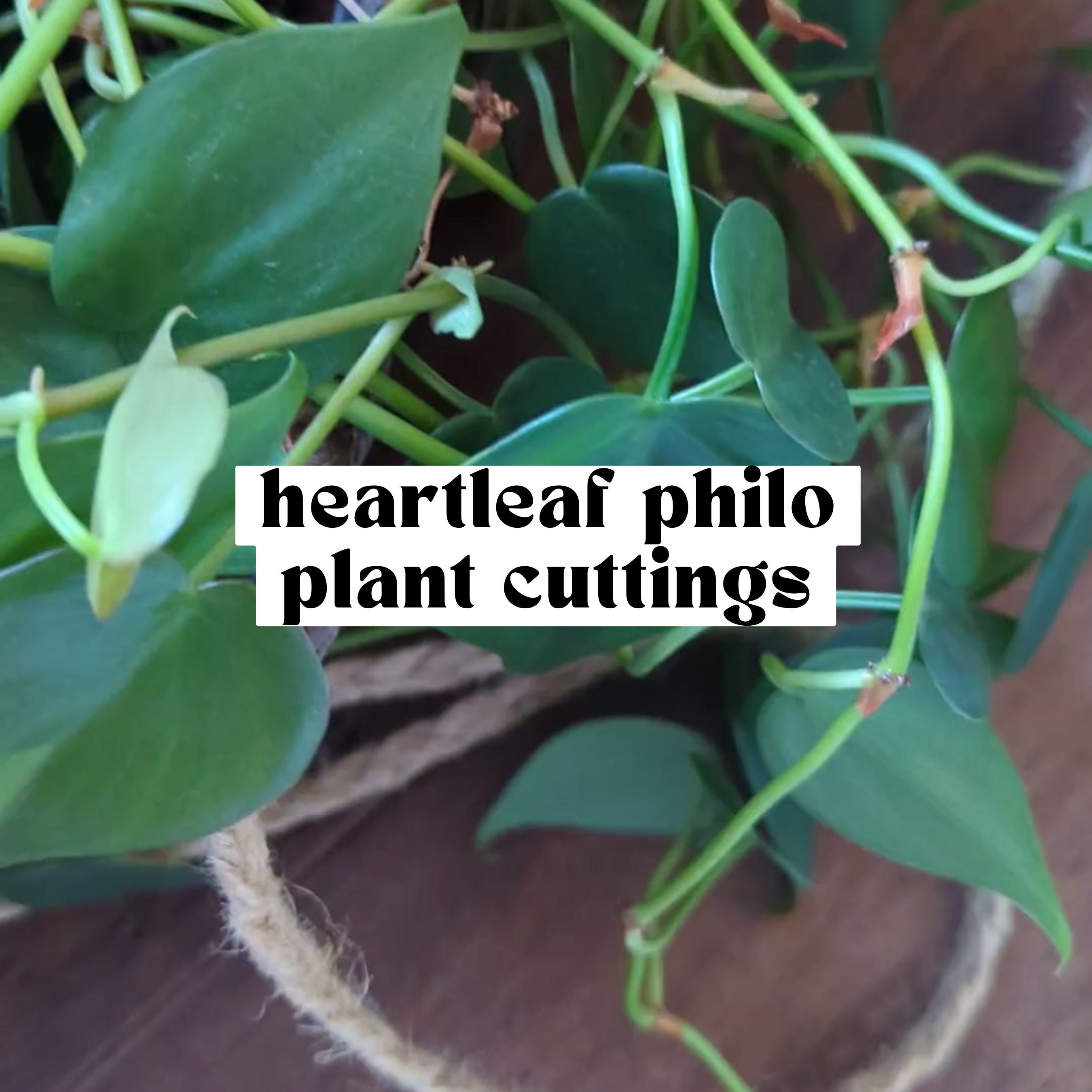 Heartleaf Philo, esquejes de plantas para propagación, tallos para propagación, plantas de interior enraizadas, obsequios de plantas de interior vivas, cultivo de jardineras para propagación