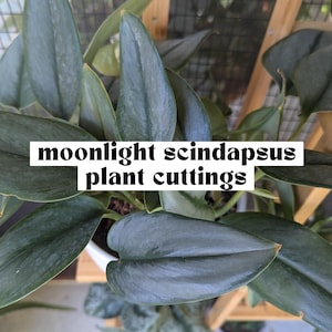 May include: Close-up of a 'Moonlight Scindapsus' plant with large, dark green leaves. The leaves have a silvery sheen and are in various stages of growth. The text "moonlight scindapsus plant cuttings" is displayed on a white rectangle.