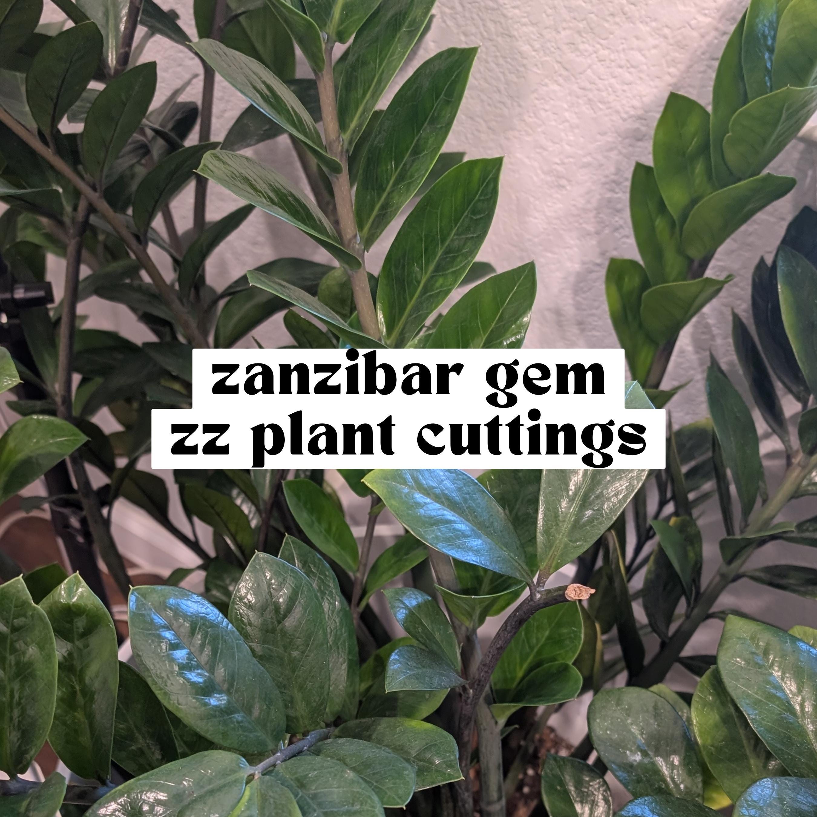 ZZ Plant, Zanzibar Gem Cuttings for Propagation, Rooted Houseplants, Live  Indoor Plants Gifts, Growing Propagating Planter Low Light Easy - Etsy