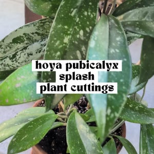 May include: Close-up of a Hoya pubicalyx splash plant with green leaves and white speckles. The text "hoya pubicalyx splash plant cuttings" is displayed in a white box. The plant is in a brown pot.