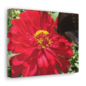 Op de afbeelding: Een levendige rode zinnia met een geel hart wordt bezocht door een zwarte vlinder. De bloem heeft veel bloemblaadjes en staat in volle bloei.