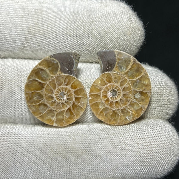 Big size Ammonite pairs natural ammonite earrings supply 29 CT. {21X17X6 MM}