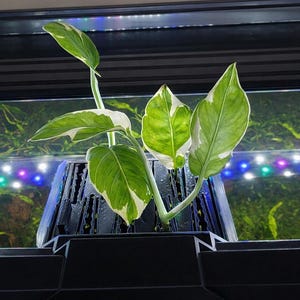 May include: A vibrant green and white plant with large leaves, emerging from a black, slotted container. The plant is positioned in front of an aquarium, with colorful lights visible in the background. The leaves have white edges.
