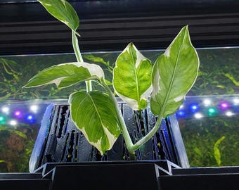 3D Printed Aquarium Planter – Rim Mount Aquaponic Plant Holder