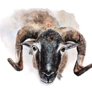 May include: Watercolor painting of a ram, viewed from above. The ram has large, curved horns, brown fur, and a black face. The background is a soft, watercolor wash of white and light brown.