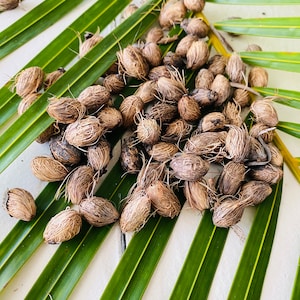 Areca Palm Tree Seeds