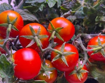 Tiny Tim Heirloom Tomato Seeds – Micro Dwarf Cherry for Small Spaces
