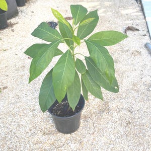 Florida Grown Hass Avocado Tree Sprouted from Seed 24” tall Includes 3 Month Supply of Fertilizer