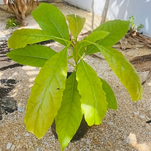 Florida Grown Hass Avocado Tree Sprouted from Seed 24” tall Includes 3 Month Supply of Fertilizer