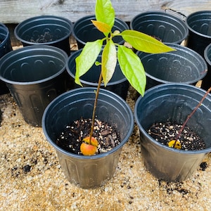 Florida Grown Hass Avocado Tree Sprouted from Seed 12-16” tall Includes 3 Month Supply of Fertilizer