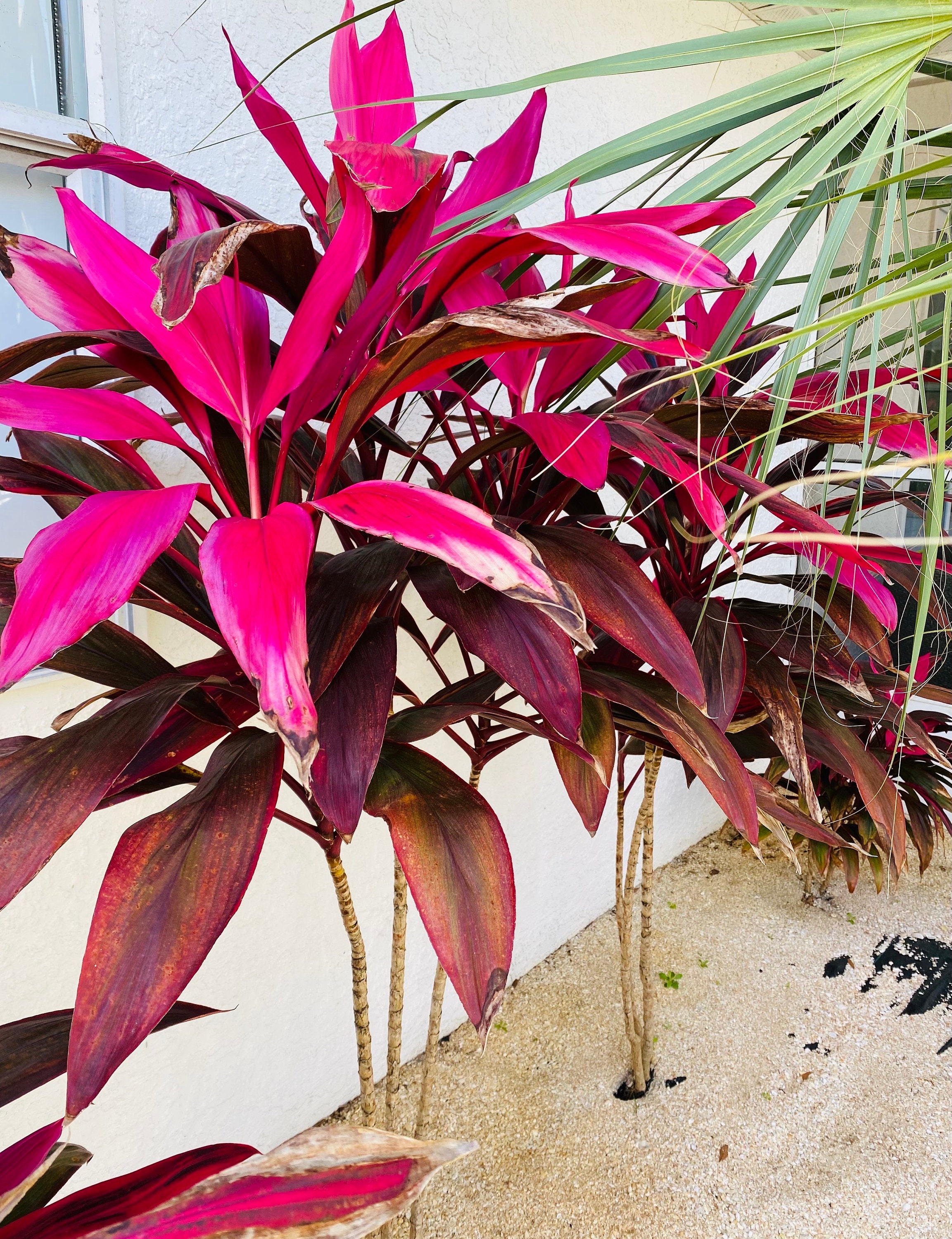 Florida Grown Hawaiian Ti Tropical Plant Cuttings to Propogate - Etsy