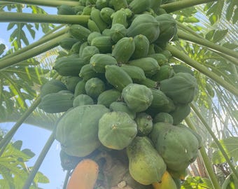 Solo Papaya Tree Seeds