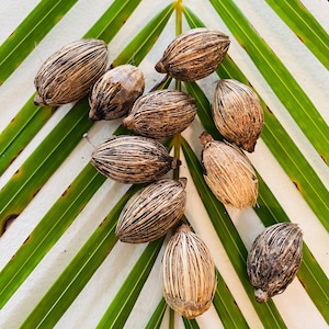 Christmas Palm Tree Seeds