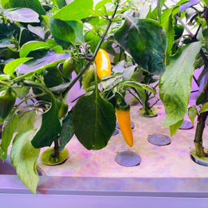 May include: Close-up of a yellow pepper plant growing in a hydroponic system. The plant has several leaves and two yellow peppers. The peppers are growing in a white tray with holes for drainage.