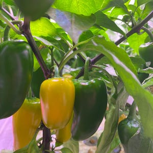 May include: A close-up of a pepper plant with green and yellow peppers growing on it. The peppers are hanging from the branches of the plant, which are covered in green leaves.