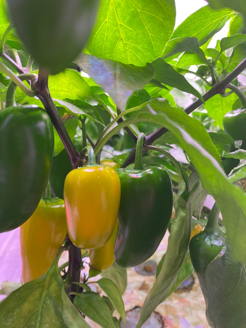 May include: A close-up of a pepper plant with green and yellow peppers growing on it. The peppers are hanging from the branches of the plant, which are covered in green leaves.