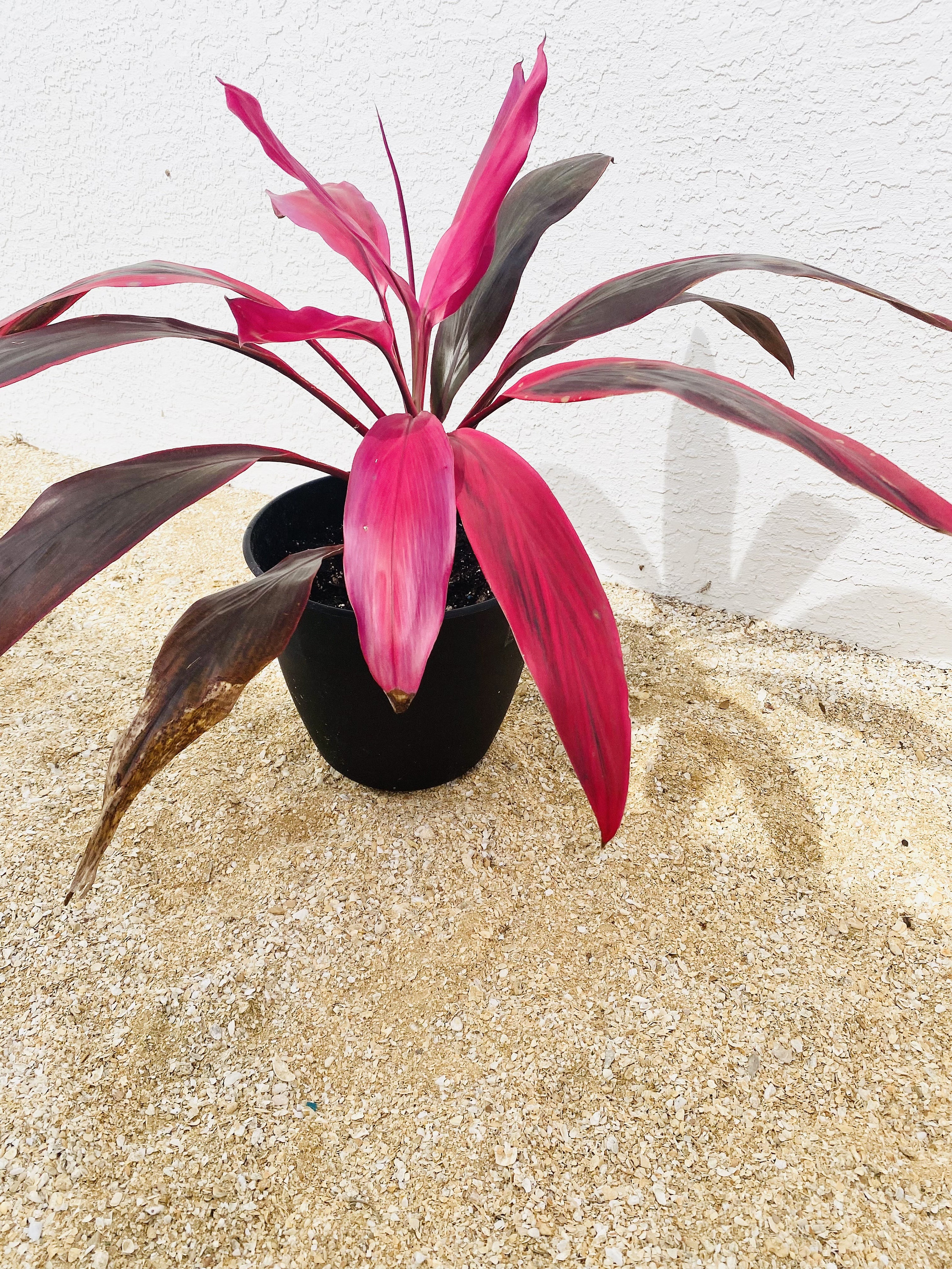 Florida Grown Hawaiian Ti Tropical Plant Cuttings to Propogate - Etsy